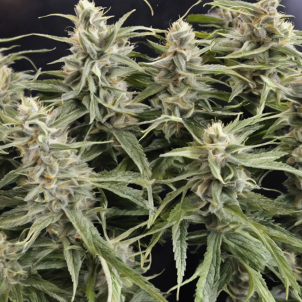 Blimburn Seeds Review: Unveiling the Best Strains!
