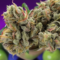 Exploring the Flavorful Apple Runtz Strain- A Comprehensive Guide
